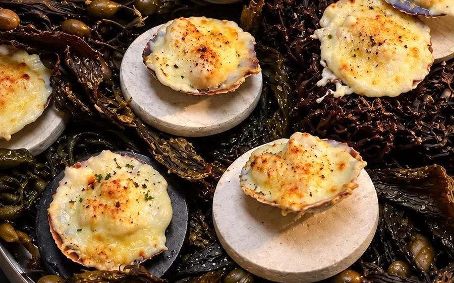 Gratinated Magellanic scallops in their shells on seaweed